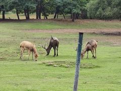 -北京麋鹿生态实验中心