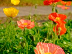 -上海共青森林公园