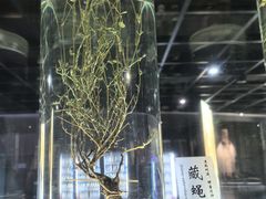 -广东中医药博物馆