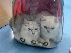 -博特宠物医院24h犬猫全科.骨科·异宠