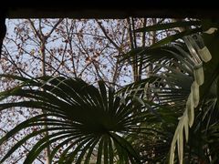 -毛辣果·酸(OHA复兴西路店)