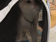 -安安宠医宠物医院·异宠·犬猫内科(岳阳分院)