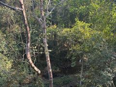 -野象谷景区