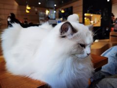 -瞄一喵猫咖(格力海岸店)