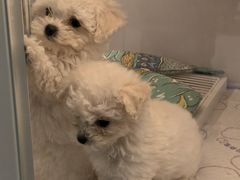 -翊宠yipet猫狗购宠庄园犬舍•猫舍