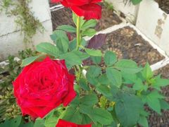 -贵阳市花溪国家城市湿地公园