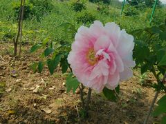 -洛阳郁金香牡丹园