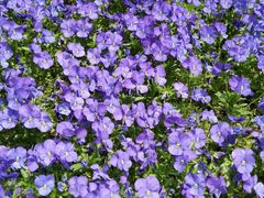 -阿五黄河大鲤鱼(纬三路店)