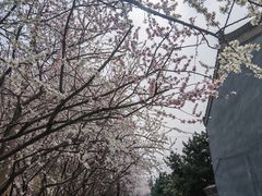 -护国法轮寺