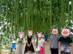 -北戴河集发农业梦想王国