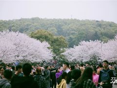 -武汉大学-樱园