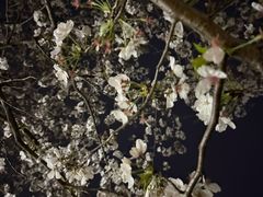 -高东镇樱花园