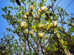 -铁山坪森林公园