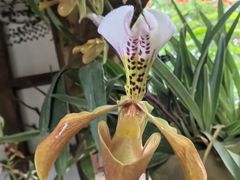 -中国科学院西双版纳热带植物园