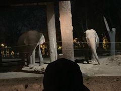 -清迈夜间动物园