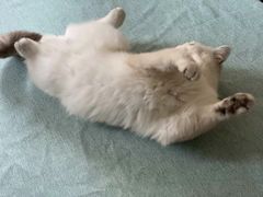 -鼓捣猫呢主题猫咖店