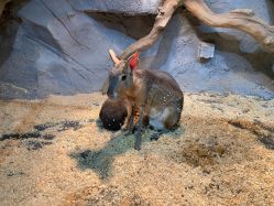 -Zoolung Zoolung动物主题公园(海信广场店)