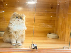-猫十亿·布偶金渐层·曼基康矮脚猫舍(青年路店)