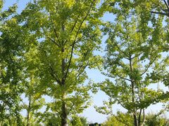 -汉长安城未央宫国家考古遗址公园