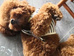 -张钰强中医正骨推拿连锁(唐家人才公寓店)