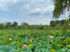 -溱湖国家湿地公园