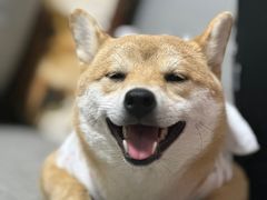 -喜多萌中农锦绣动物医院24H·猫科·牙科MRI·CT