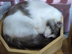 -more than meow吴止猫主题餐厅(承德 中船汇店)