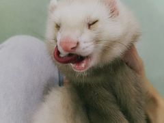 -藦茜花园宠物主题亲子互动体验馆(国顺东路店)