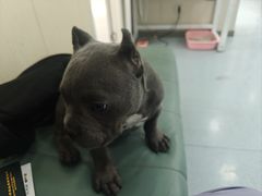-佳怡动物医院·平价24小时·猫专科骨外科