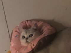 -伟伟宠物医院·瑞派猫友好医院·猫科(光谷店)