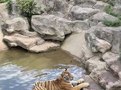 -深圳野生动物园