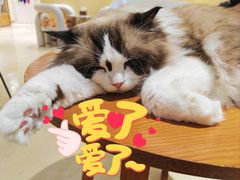 -藏猫猫咖啡主题馆(中央大道店)