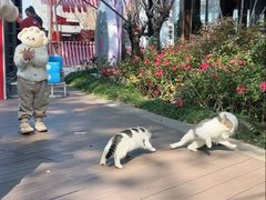 -金鸡湖桃花岛