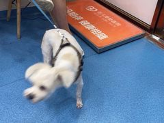 -创凡宠物医院·骨专科  猫科中心(西乡分院)