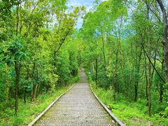 -神光山国家森林公园