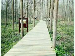 -合肥滨湖国家森林公园