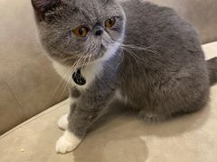-啵啵喵·猫咖(攀华国际店)