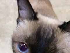 -美联众合动物医院·24h转诊中心