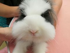 -1013 PET SHOP精品宠物商店(丁香店)