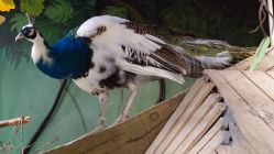 -Zoolung Zoolung动物主题公园(海信广场店)