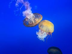 -太平洋海底世界