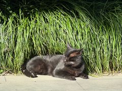 -十八棵（老龙井）御茶园(老龙井店)