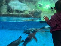 -帝企鹅自助餐厅•儿童岛•真企鹅(长隆企鹅酒店)