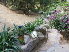 -泉州海丝野生动物世界