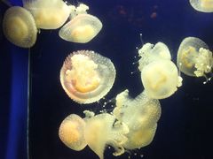 -台州海洋世界