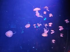 -哈尔滨波塞冬海底世界