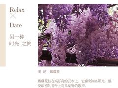 -嘉定紫藤园