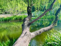 -上海共青森林公园