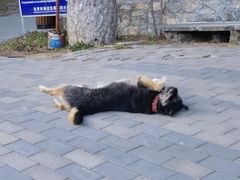 -阳台山自然风景区