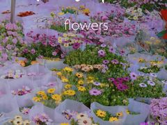 -桂林市花鸟市场